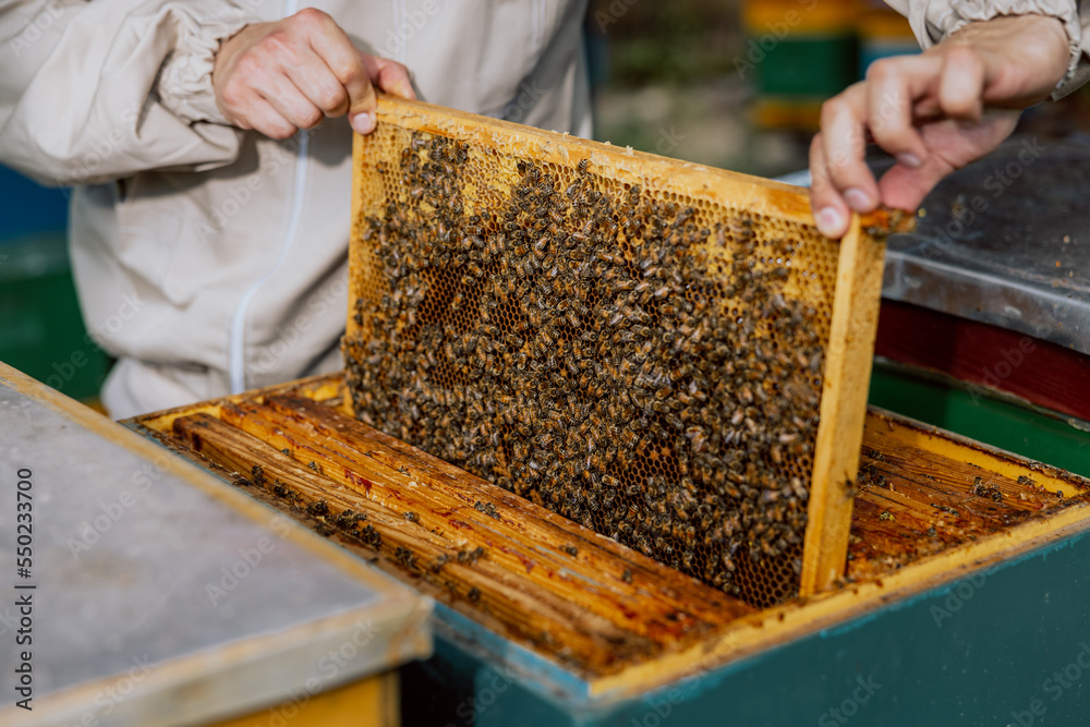 Farmer's hands taking frame with bees and full of honeycomb polen from beehives. Contryside concept apriculture sericulture. Natural products. Farmer's hands taking frame with bees and full of honeycomb polen from beehives. Contryside concept apriculture sericulture. Natural products.