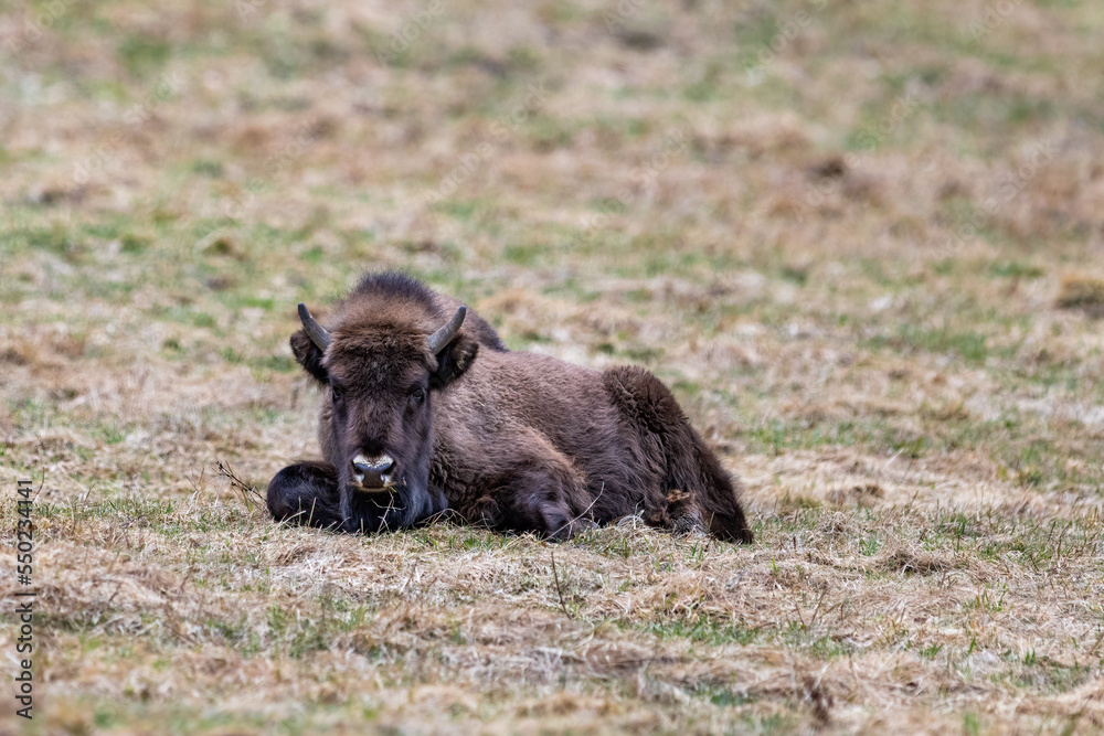 The wild European bison - Bison bonasus in the protected area Poloniny in Slovakia. The wild European bison - Bison bonasus in the protected area Poloniny in Slovakia.