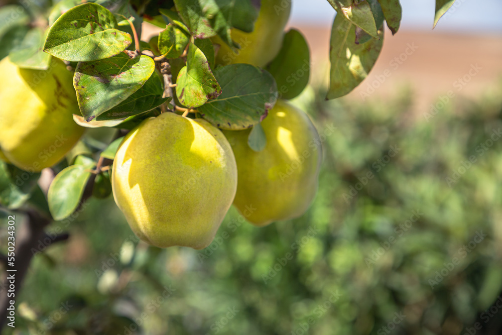 Common quince growing on a tree