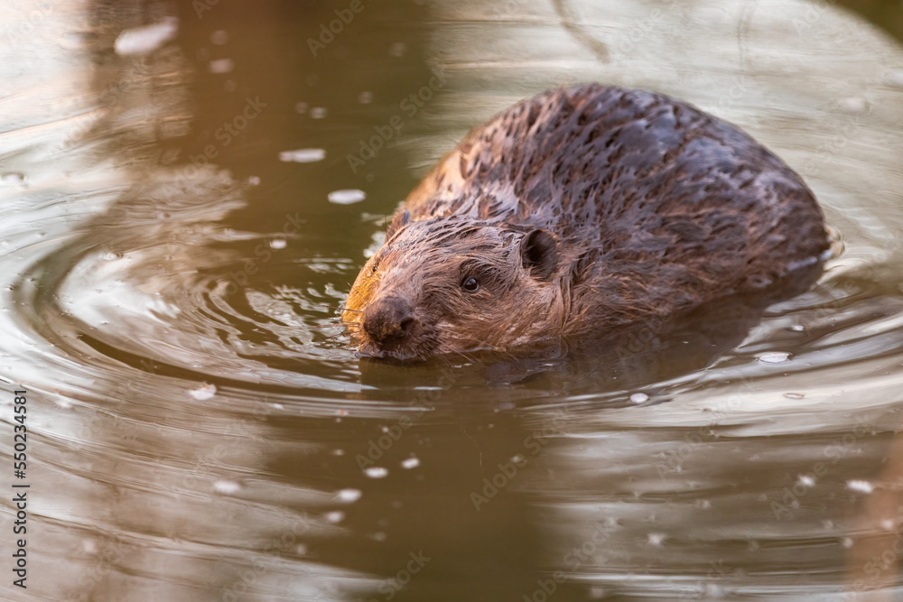 Eurasian beaver (Castor fiber), large rodent swimming in the river in its natural habitat. Wildlife. Eurasian beaver (Castor fiber), large rodent swimming in the river in its natural habitat. Wildlife.