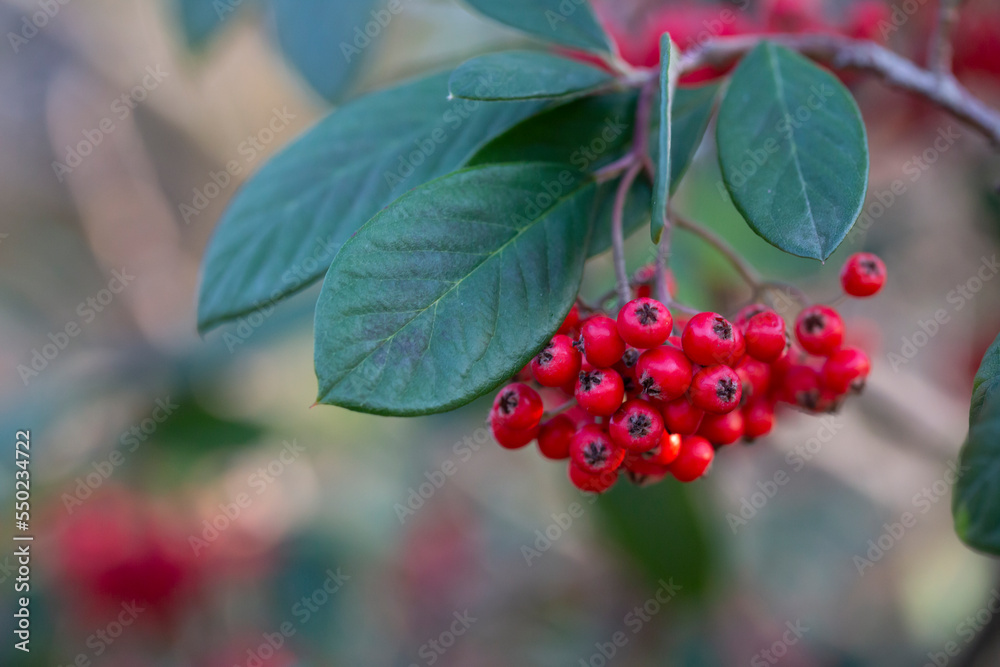 Obraz premium Cotoneaster coriaceus ornamental plant with red fruits and dark green foliage. autumn background with red berries
