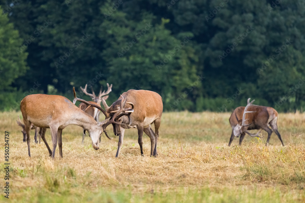 Two red deer stags fighting during rutting season
