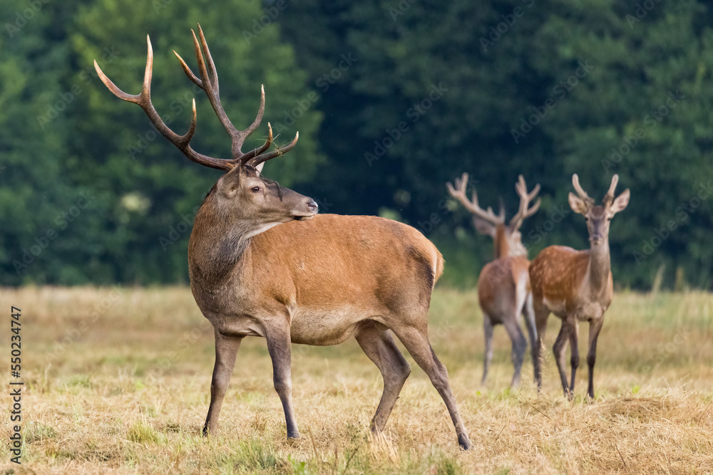 Red deer, cervus elaphus, herd grazing on meadow in autumn nature.