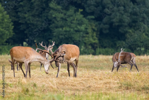 Fototapeta Naklejka Na Ścianę i Meble -  Two red deer stags fighting during rutting season