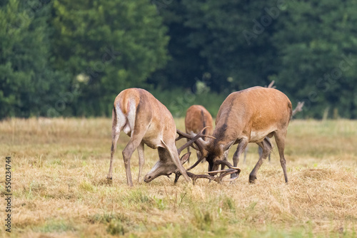 Two red deer stags fighting during rutting season