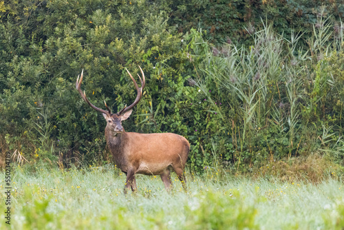 Red Deer (Cervus elaphus) on pasture. Wildlife scenery