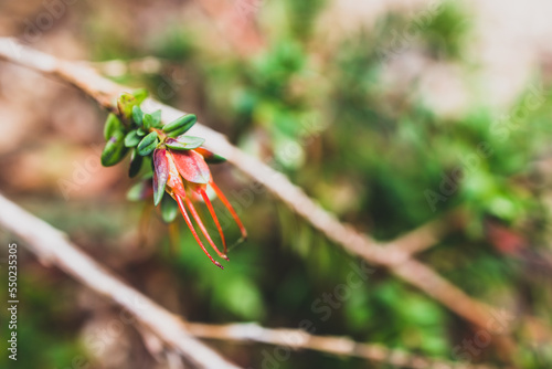 close-up native Australian Darwinia plant also called Mountain Bells shot at shallow depth of field