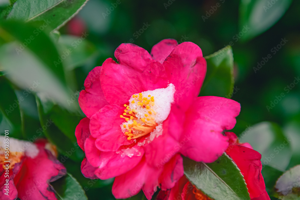 Camellia flower buried in snow
flower
