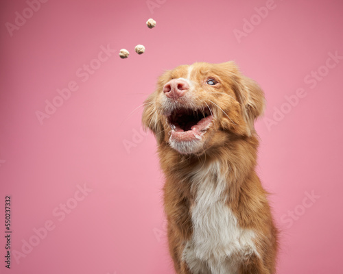 dog funny muzzle catches yummy. Nova Scotia Duck Retriever, toller on a pink background