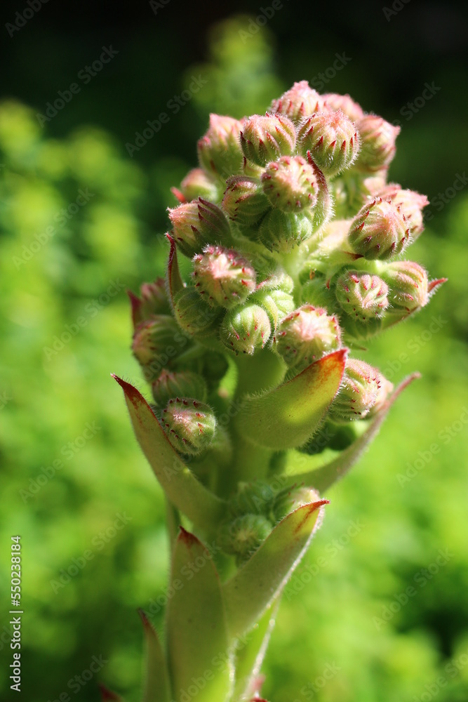 Sempervivum tectorum rojnik murowy Sempervivum tectorum rojnik murowy