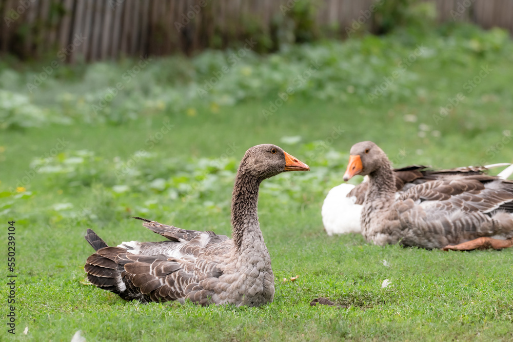Geese in the pasture.Gray beautiful geese in a pasture in the countryside walk on the green grass. Animal breeding. Geese in the pasture.Gray beautiful geese in a pasture in the countryside walk on the green grass. Animal breeding.