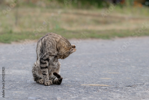Portrait of a village cat.A cute striped cat licks itself on the roadway in the village.The concept of the life of a cat in the village. © Yuliya