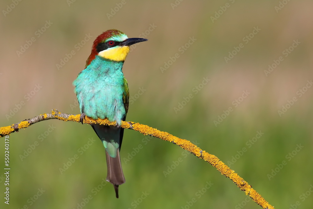 bee eater bird