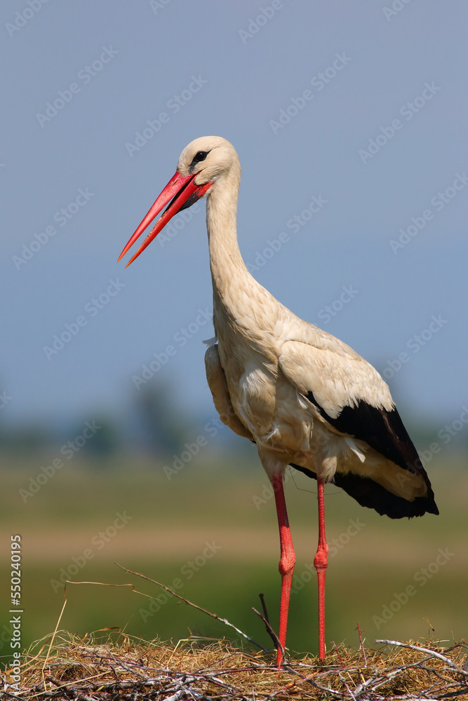 Fototapeta premium White Stork