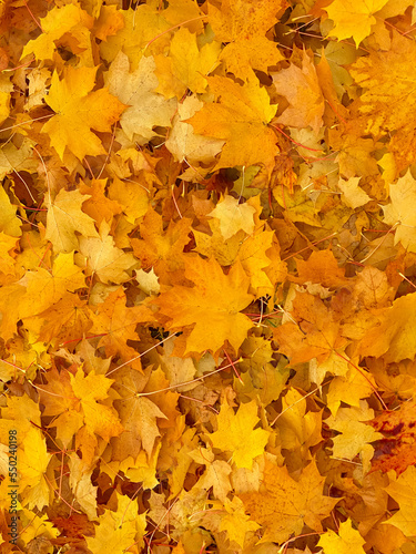 beautiful autumn leaves background