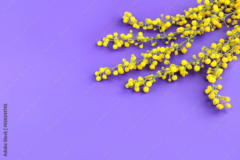 small round flowers of natural yellow mimosa on branches on a purple background