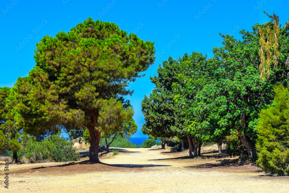 Green Cypriot Trees Green Cypriot Trees