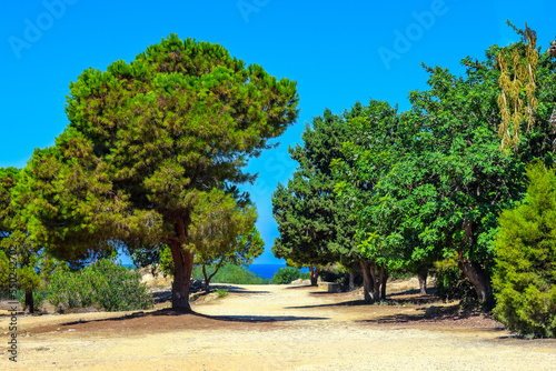 Green Cypriot Trees