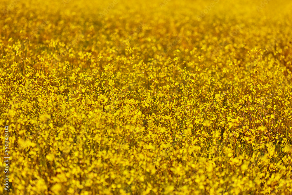First yellow flowers to bloom in spring. Floral season background First yellow flowers to bloom in spring. Floral season background