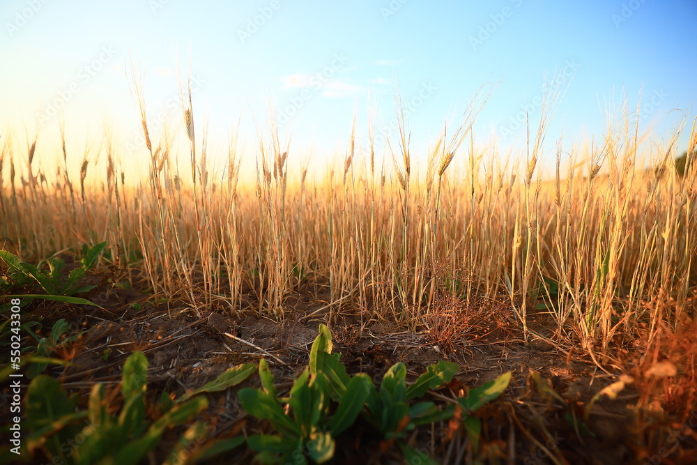 Fototapeta premium grain harvest background crisis farming