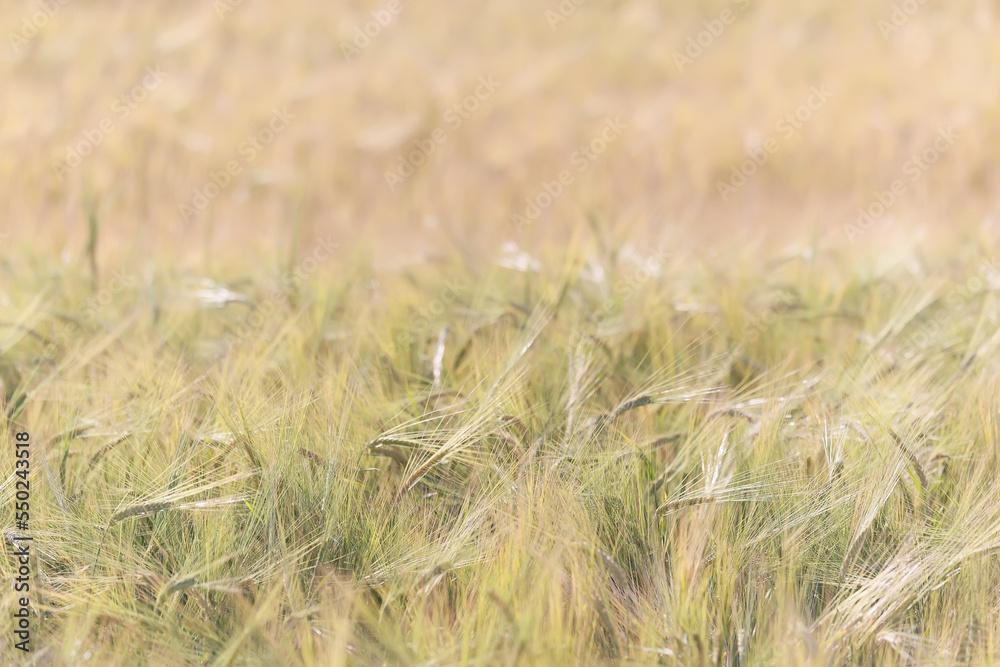 Fototapeta premium grain harvest background crisis farming