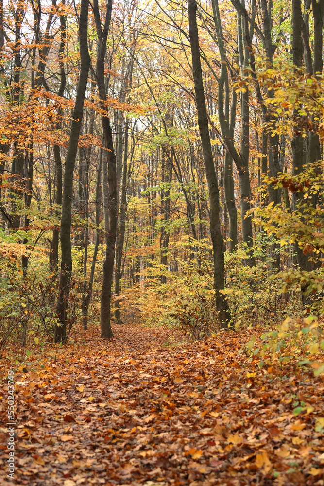 Las jesień Karczówka Polska