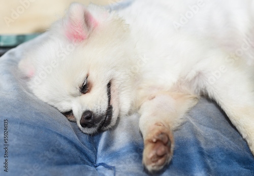 Portrait of sleeping pomeranian dog or dwarf spitz laying on a pillow