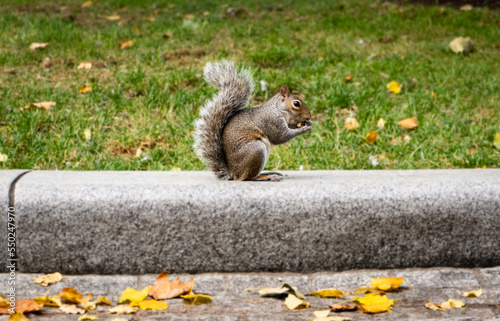 Funny squirrel in the London city centre