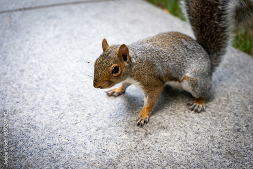 Funny squirrel in the London city centre