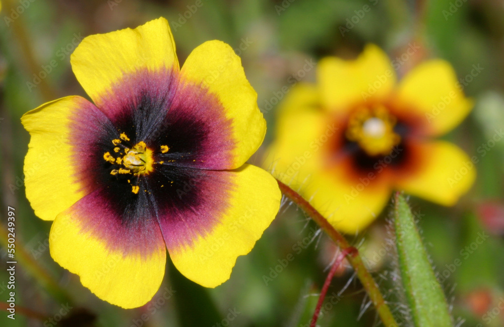 Wildflower, Sierra de Guadarrama National Park, Segovia, Castilla y León, Spain, Europe Wildflower, Sierra de Guadarrama National Park, Segovia, Castilla y León, Spain, Europe