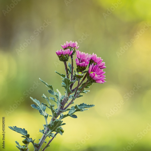 Close up of pink chrysanthemum flowers