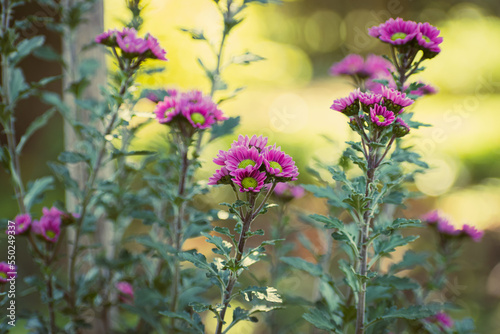 Close up of pink chrysanthemum flowers