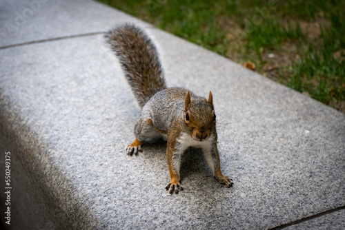 Funny squirrel in the London city centre