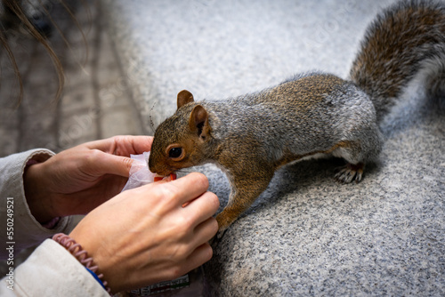 Funny squirrel in the London city centre