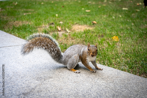 Funny squirrel in the London city centre