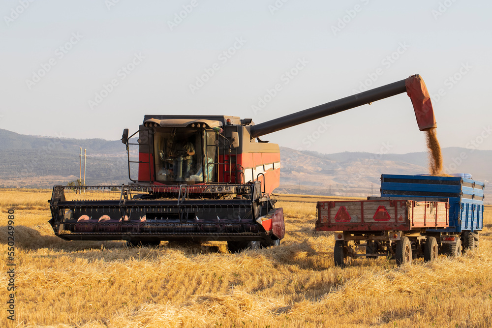 Wheat harvest time. Combine harvester is harvesting wheat. Wheat harvest time. Combine harvester is harvesting wheat.