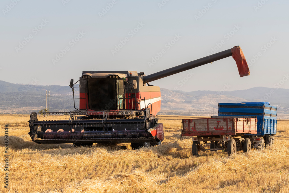 Fototapeta premium Wheat harvest time. Combine harvester is harvesting wheat.