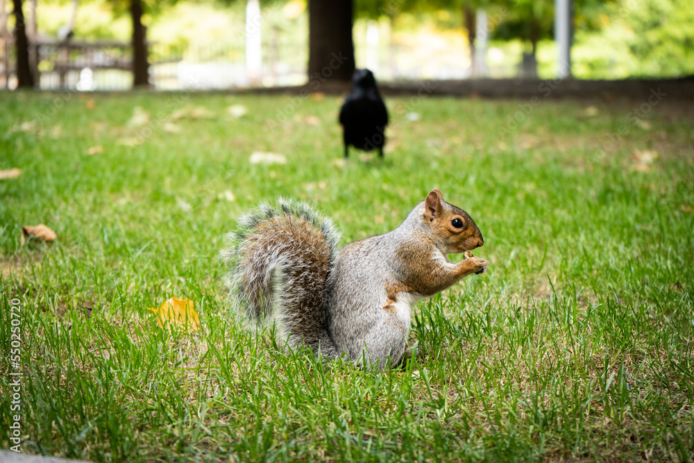 Funny squirrel in the London city centre, eating nuts Funny squirrel in the London city centre, eating nuts