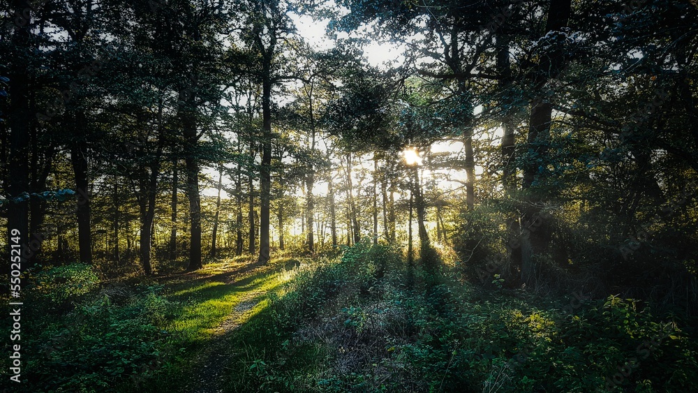 Obraz premium Beautiful light dark forest nature background with sunlight