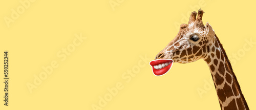 Photography Funny  giraffe with red lips on yellow background with space for text