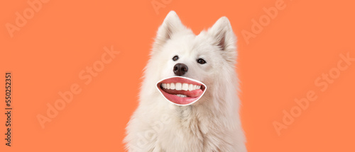 Obraz na plátně Funny Samoyed dog with human lips on orange background