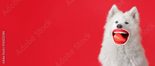Funny Samoyed dog with human lips and strawberry on red background with space for text © Pixel-Shot
