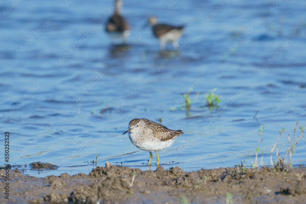 Wood Sandpiper (Tringa glareola) feeding in the lake Wood Sandpiper (Tringa glareola) feeding in the lake