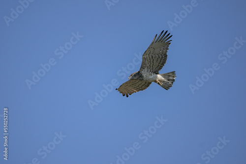 Short-toed Snake Eagle  Circaetus gallicus  flying against blue background