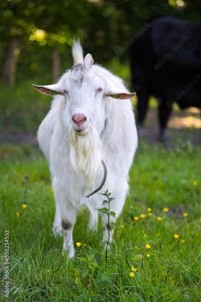 Fototapeta premium goat on the grass