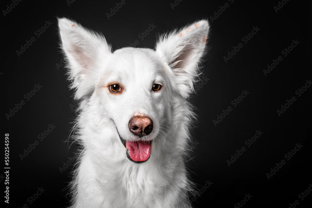 Mixed breed dog on a black background in the studio Mixed breed dog on a black background in the studio