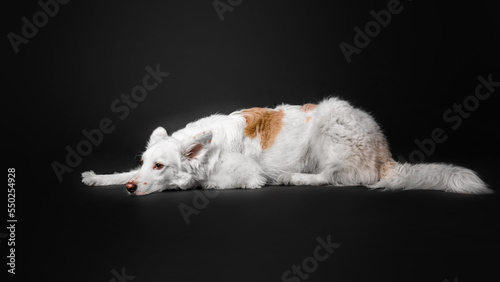 Mixed breed dog on a black background in the studio