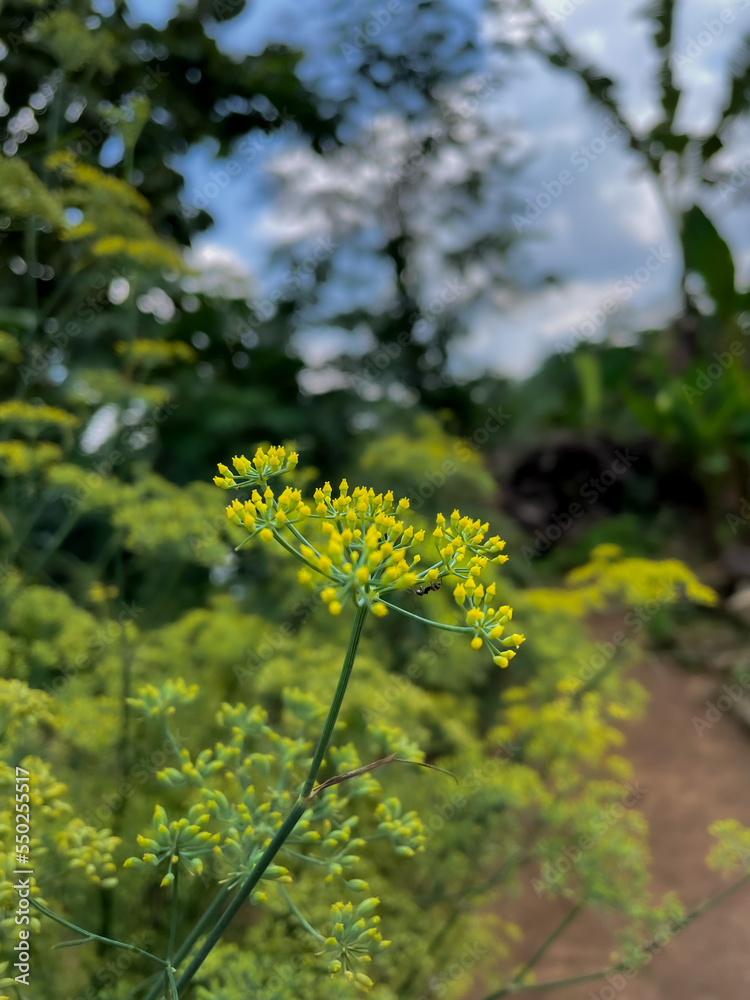 Close Up Of Yellow Mustard Flower Plant Close Up Of Yellow Mustard Flower Plant