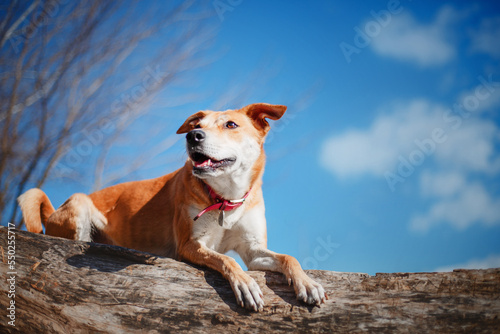 A mixed breed dog on a walk. Cute red dog. Rescue dog. Funny pet. Pet adoption.