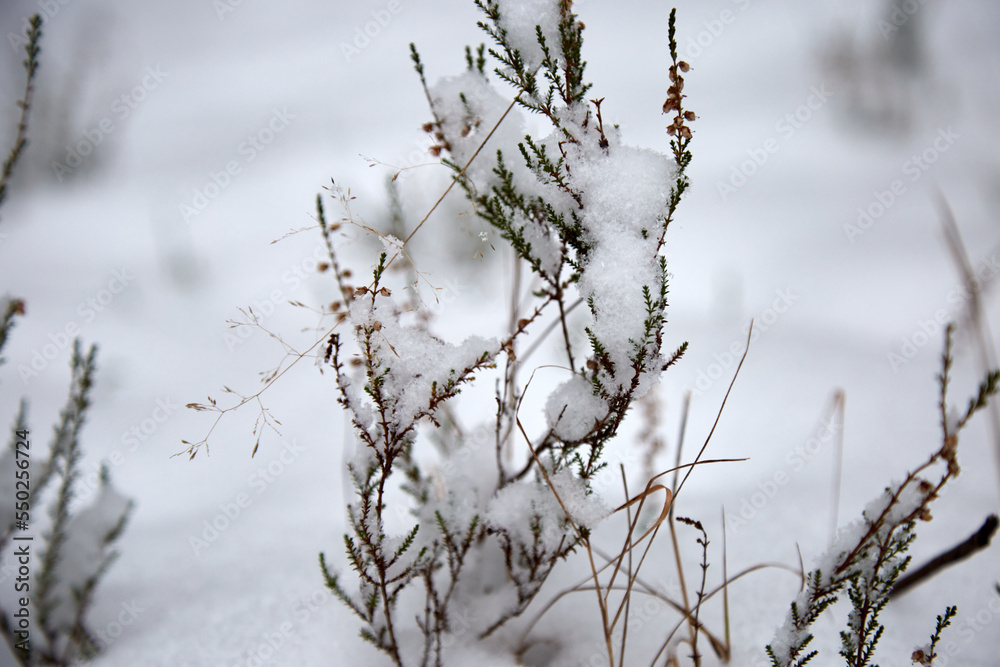 Heather covered with snow in a winter forest, selective focus Heather covered with snow in a winter forest, selective focus